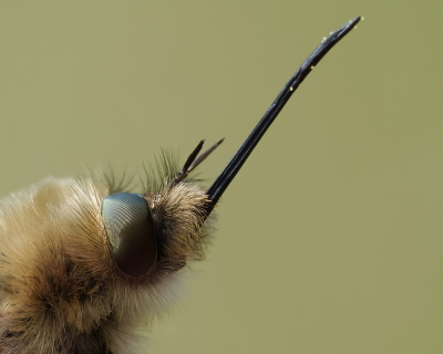 Een laatste van vorige week donderdag, close-up van dit fascinerend beestje.

Doodstil zat ie op het Engels Gras.

Ook deze uit de hand.