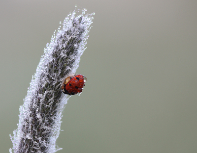 Nature picture: 1. Zevenstippelig Lieveheersbeestje