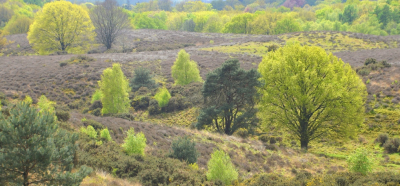 <i class='fa fa-user'></i>&nbsp;B.M.Schouten-Ruis&nbsp;|  Posbank&nbsp; <i class='fa fa-eye'>&nbsp;88</i> &nbsp; <i class='fa fa-comment-o'>&nbsp;2</i>