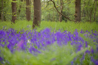 Het is nu de tijd van de wilde hyacinten. De ondergrond van veel Haagse bossen kleur daardoor fraai paars.