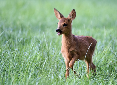 <i class='fa fa-user'></i>&nbsp;robert-jan&nbsp;|  Ree&nbsp; <i class='fa fa-eye'>&nbsp;98</i> &nbsp; <i class='fa fa-comment-o'>&nbsp;6</i>