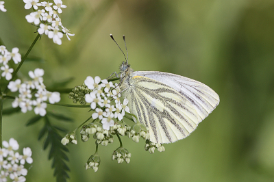 <i class='fa fa-user'></i>&nbsp;Paul Vandebroek&nbsp;|  Klein Geaderd Witje&nbsp; <i class='fa fa-eye'>&nbsp;57</i> &nbsp;<i class='fa fa-thumbs-up'>&nbsp;6</i> &nbsp; <i class='fa fa-comment-o'>&nbsp;6</i>