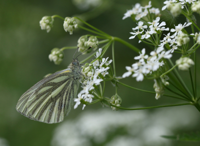 Nature picture: 1. Klein Geaderd Witje