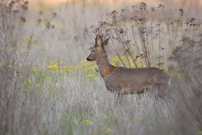 <i class='fa fa-user'></i>&nbsp;Eric Gibcus&nbsp;|  Ree&nbsp; <i class='fa fa-eye'>&nbsp;88</i> &nbsp;<i class='fa fa-thumbs-up'>&nbsp;1</i> &nbsp; <i class='fa fa-comment-o'>&nbsp;6</i>