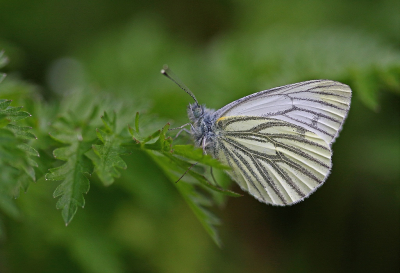 Nature picture: 1. Klein Geaderd Witje