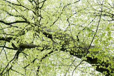 <i class='fa fa-user'></i>&nbsp;nelappelmelk&nbsp;|  Beuk&nbsp; <i class='fa fa-eye'>&nbsp;78</i> &nbsp;<i class='fa fa-thumbs-up'>&nbsp;2</i> &nbsp; <i class='fa fa-comment-o'>&nbsp;6</i>