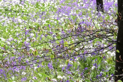 <i class='fa fa-user'></i>&nbsp;hesterb&nbsp;|  Bosje met boshyacinten&nbsp; <i class='fa fa-eye'>&nbsp;78</i> &nbsp; <i class='fa fa-comment-o'>&nbsp;5</i>