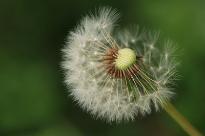 Nature picture: 1. Paardenbloem