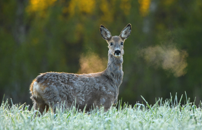 Nature picture: 1. Ree