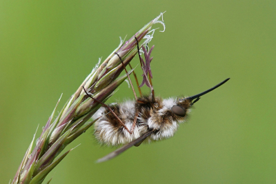 Nature picture: 1. Gewone Wolzwever