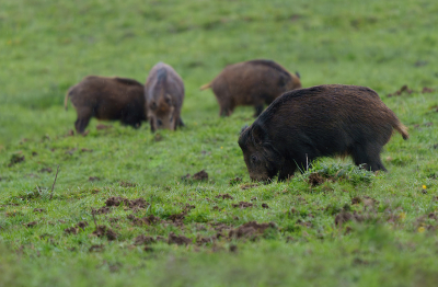 <i class='fa fa-user'></i>&nbsp;Jurgen Maassen&nbsp;|  Wild Zwijn&nbsp; <i class='fa fa-eye'>&nbsp;97</i> &nbsp;<i class='fa fa-thumbs-up'>&nbsp;2</i> &nbsp; <i class='fa fa-comment-o'>&nbsp;14</i>