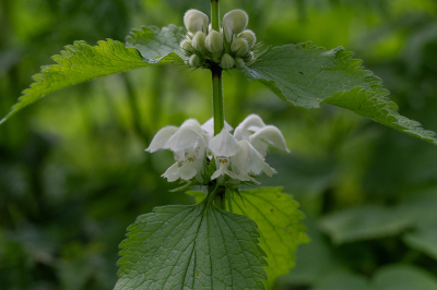 <i class='fa fa-user'></i>&nbsp;Tim Oord&nbsp;|  Witte Dovenetel&nbsp; <i class='fa fa-eye'>&nbsp;48</i> &nbsp; <i class='fa fa-comment-o'>&nbsp;3</i>