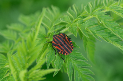 <i class='fa fa-user'></i>&nbsp;Tim Oord&nbsp;|  Pyjamaschildwants&nbsp; <i class='fa fa-eye'>&nbsp;50</i> &nbsp; <i class='fa fa-comment-o'>&nbsp;2</i>