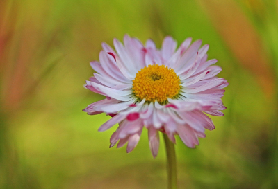 <i class='fa fa-user'></i>&nbsp;Cor&nbsp;|  Madeliefje&nbsp; <i class='fa fa-eye'>&nbsp;61</i> &nbsp;<i class='fa fa-thumbs-up'>&nbsp;5</i> &nbsp; <i class='fa fa-comment-o'>&nbsp;4</i>