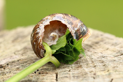 <i class='fa fa-user'></i>&nbsp;frbeuming&nbsp;|  Segrijnslak&nbsp; <i class='fa fa-eye'>&nbsp;72</i> &nbsp; <i class='fa fa-comment-o'>&nbsp;0</i>