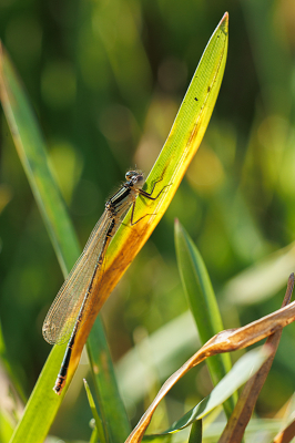 Heb mij nooit zo bezig gehouden met libellen en juffers, maar deze ging op een grasspriet zitten terwijl ik langs liep. Dat kon ik niet laten schieten. Was natuurlijk enthousiast, zo vroeg in het voorjaar een juffer aan te treffen. Ik had deze nog nooit bewust gezien en was er dus van overtuigd dat ik iets bijzonders ontdekt had. Na wat zoeken op internet kwam ik uit op een watersnuffel. Een dame. Er staan "pas' 338 watersnuffels op Nederpix. Niet bijzonder dus, maar wel leuk om zelf iets nieuws te ontdekken.
