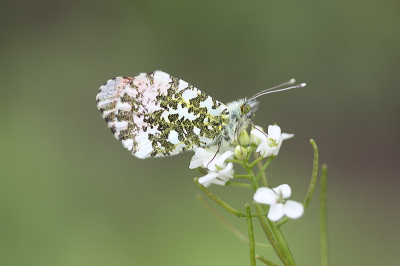 <i class='fa fa-user'></i>&nbsp;Paul Vandebroek&nbsp;|  Oranjetipje&nbsp; <i class='fa fa-eye'>&nbsp;64</i> &nbsp;<i class='fa fa-thumbs-up'>&nbsp;2</i> &nbsp; <i class='fa fa-comment-o'>&nbsp;4</i>