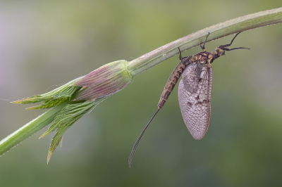 <i class='fa fa-user'></i>&nbsp;Johan van Gurp&nbsp;|  Driehoekeendagsvlieg&nbsp; <i class='fa fa-eye'>&nbsp;60</i> &nbsp;<i class='fa fa-thumbs-up'>&nbsp;6</i> &nbsp; <i class='fa fa-comment-o'>&nbsp;4</i>