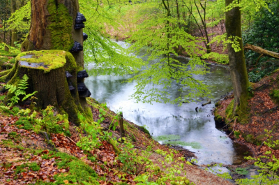 <i class='fa fa-user'></i>&nbsp;B.M.Schouten-Ruis&nbsp;|  Landgoed Beekhuizen&nbsp; <i class='fa fa-eye'>&nbsp;81</i> &nbsp; <i class='fa fa-comment-o'>&nbsp;1</i>