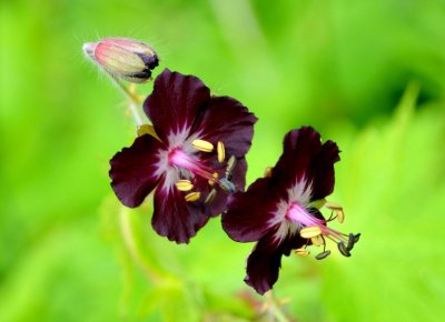 <i class='fa fa-user'></i>&nbsp;B.M.Schouten-Ruis&nbsp;|  Donkere Ooievaarsbek&nbsp; <i class='fa fa-eye'>&nbsp;65</i> &nbsp; <i class='fa fa-comment-o'>&nbsp;2</i>