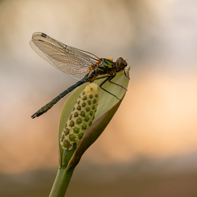 <i class='fa fa-user'></i>&nbsp;Tom&nbsp;|  Smaragdlibel&nbsp; <i class='fa fa-eye'>&nbsp;94</i> &nbsp;<i class='fa fa-thumbs-up'>&nbsp;7</i> &nbsp; <i class='fa fa-comment-o'>&nbsp;7</i>