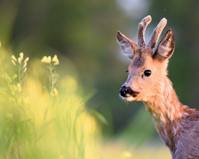 <i class='fa fa-user'></i>&nbsp;robert-jan&nbsp;|  Ree&nbsp; <i class='fa fa-eye'>&nbsp;86</i> &nbsp;<i class='fa fa-thumbs-up'>&nbsp;2</i> &nbsp; <i class='fa fa-comment-o'>&nbsp;3</i>