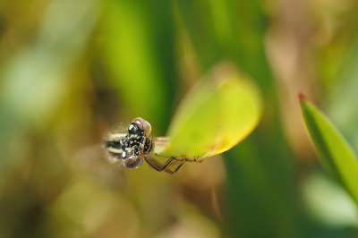 <i class='fa fa-user'></i>&nbsp;erikvanark&nbsp;|  Watersnuffel&nbsp; <i class='fa fa-eye'>&nbsp;51</i> &nbsp; <i class='fa fa-comment-o'>&nbsp;2</i>