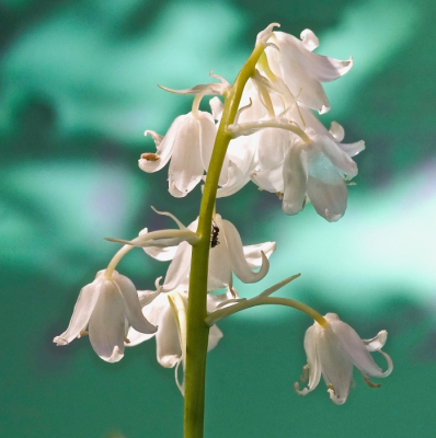 <i class='fa fa-user'></i>&nbsp;hesterb&nbsp;|  Spaanse Hyacint&nbsp; <i class='fa fa-eye'>&nbsp;83</i> &nbsp; <i class='fa fa-comment-o'>&nbsp;7</i>