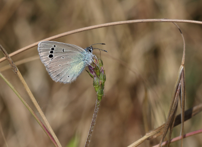 <i class='fa fa-user'></i>&nbsp;Ad Sprang&nbsp;|  Bloemenblauwtje&nbsp; <i class='fa fa-eye'>&nbsp;73</i> &nbsp;<i class='fa fa-thumbs-up'>&nbsp;2</i> &nbsp; <i class='fa fa-comment-o'>&nbsp;7</i>