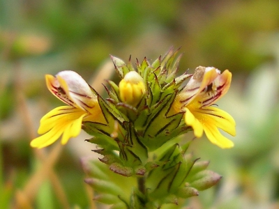 Op alpenweides boven de 2000 meter kan de oplettende kijker dit plantje in duizendtallen aantreffen! Maar je moet er wel voor op je knien