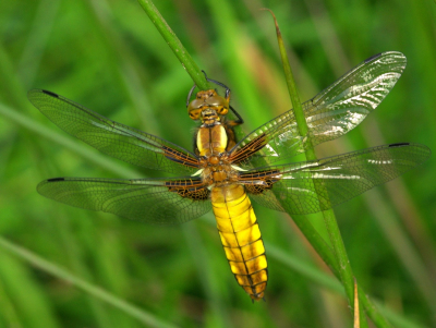 <i class='fa fa-user'></i>&nbsp;tonysettanta&nbsp;|  Platbuik&nbsp; <i class='fa fa-eye'>&nbsp;83</i> &nbsp; <i class='fa fa-comment-o'>&nbsp;4</i>