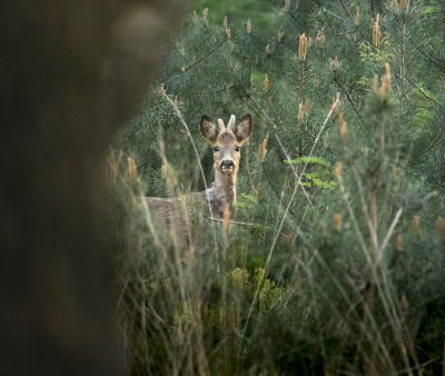 <i class='fa fa-user'></i>&nbsp;ErnovanDoorn&nbsp;|  Ree&nbsp; <i class='fa fa-eye'>&nbsp;63</i> &nbsp; <i class='fa fa-comment-o'>&nbsp;2</i>