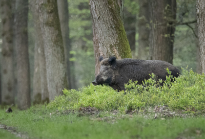 <i class='fa fa-user'></i>&nbsp;ErnovanDoorn&nbsp;|  Wild Zwijn&nbsp; <i class='fa fa-eye'>&nbsp;106</i> &nbsp; <i class='fa fa-comment-o'>&nbsp;9</i>