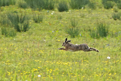 <i class='fa fa-user'></i>&nbsp;nelappelmelk&nbsp;|  Haas&nbsp; <i class='fa fa-eye'>&nbsp;95</i> &nbsp;<i class='fa fa-thumbs-up'>&nbsp;1</i> &nbsp; <i class='fa fa-comment-o'>&nbsp;6</i>