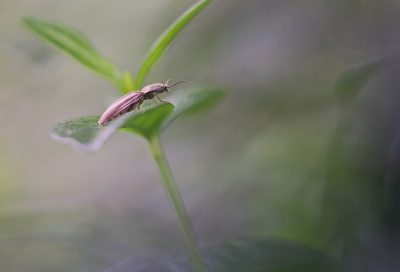 <i class='fa fa-user'></i>&nbsp;Pieter  LJ&nbsp;|  Roodaarskniptor&nbsp; <i class='fa fa-eye'>&nbsp;63</i> &nbsp;<i class='fa fa-thumbs-up'>&nbsp;3</i> &nbsp; <i class='fa fa-comment-o'>&nbsp;3</i>