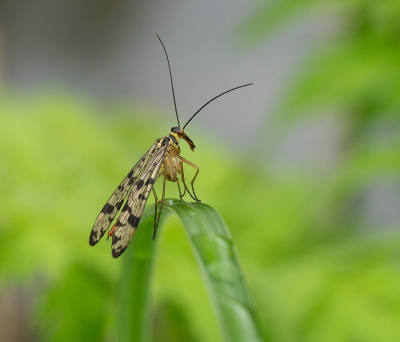 <i class='fa fa-user'></i>&nbsp;Tim Oord&nbsp;|  Duitse Schorpioenvlieg&nbsp; <i class='fa fa-eye'>&nbsp;57</i> &nbsp;<i class='fa fa-thumbs-up'>&nbsp;1</i> &nbsp; <i class='fa fa-comment-o'>&nbsp;7</i>