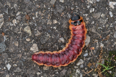 <i class='fa fa-user'></i>&nbsp;Johan van Gurp&nbsp;|  Wilgenhoutrups&nbsp; <i class='fa fa-eye'>&nbsp;65</i> &nbsp; <i class='fa fa-comment-o'>&nbsp;5</i>