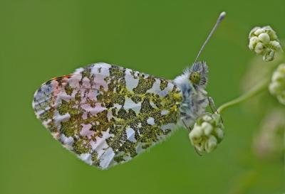 <i class='fa fa-user'></i>&nbsp;Cor&nbsp;|  Oranjetipje&nbsp; <i class='fa fa-eye'>&nbsp;61</i> &nbsp;<i class='fa fa-thumbs-up'>&nbsp;1</i> &nbsp; <i class='fa fa-comment-o'>&nbsp;8</i>