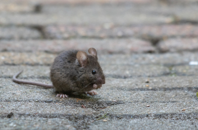 <i class='fa fa-user'></i>&nbsp;Eef Kieft&nbsp;|  Huismuis&nbsp; <i class='fa fa-eye'>&nbsp;73</i> &nbsp; <i class='fa fa-comment-o'>&nbsp;1</i>