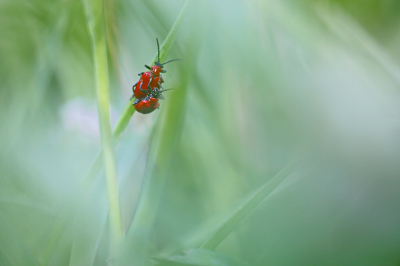 <i class='fa fa-user'></i>&nbsp;Pieter  LJ&nbsp;|  Leliehaantje&nbsp; <i class='fa fa-eye'>&nbsp;72</i> &nbsp; <i class='fa fa-comment-o'>&nbsp;2</i>