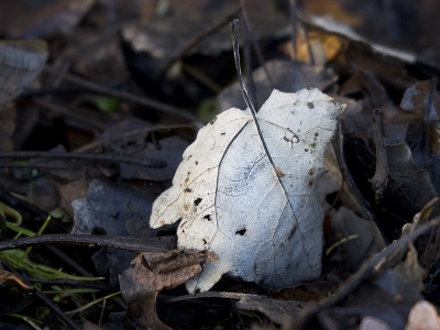 Hopelijk is dit het juiste album voor bladeren van bomen.
De afgevallen bladeren van de witte abeel zijn in het najaar van onderen wit en van boven zwart.