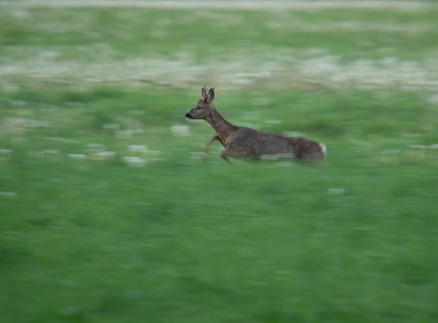 <i class='fa fa-user'></i>&nbsp;Truus Aletta Maan&nbsp;|  Ree&nbsp; <i class='fa fa-eye'>&nbsp;73</i> &nbsp;<i class='fa fa-thumbs-up'>&nbsp;1</i> &nbsp; <i class='fa fa-comment-o'>&nbsp;6</i>