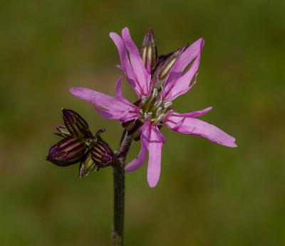 <i class='fa fa-user'></i>&nbsp;Tim Oord&nbsp;|  Echte Koekoeksbloem&nbsp; <i class='fa fa-eye'>&nbsp;56</i> &nbsp; <i class='fa fa-comment-o'>&nbsp;1</i>