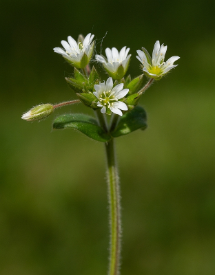 <i class='fa fa-user'></i>&nbsp;Tim Oord&nbsp;|  Gewone Hoornbloem&nbsp; <i class='fa fa-eye'>&nbsp;56</i> &nbsp; <i class='fa fa-comment-o'>&nbsp;3</i>