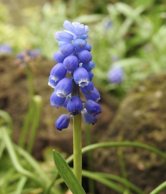 <i class='fa fa-user'></i>&nbsp;HenK5&nbsp;|  Langbladige Druifhyacint&nbsp; <i class='fa fa-eye'>&nbsp;41</i> &nbsp; <i class='fa fa-comment-o'>&nbsp;1</i>