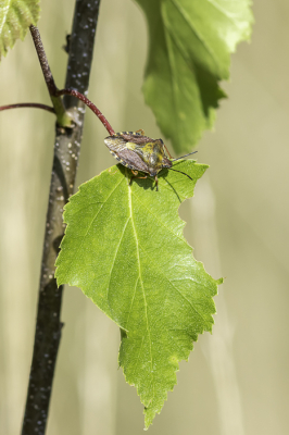 <i class='fa fa-user'></i>&nbsp;Martin Verbeeten&nbsp;|  Knoopkruidschildwants&nbsp; <i class='fa fa-eye'>&nbsp;59</i> &nbsp; <i class='fa fa-comment-o'>&nbsp;2</i>