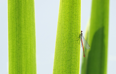 Nature picture: 1. Vuurjuffer