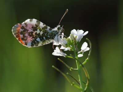 Nature picture: 1. Oranjetipje