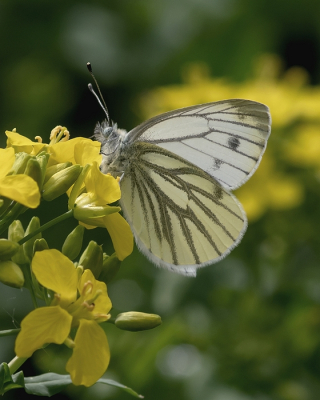 <i class='fa fa-user'></i>&nbsp;Johan van Gurp&nbsp;|  Klein Geaderd Witje&nbsp; <i class='fa fa-eye'>&nbsp;55</i> &nbsp; <i class='fa fa-comment-o'>&nbsp;3</i>