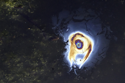 <i class='fa fa-user'></i>&nbsp;liesbeth van vliet&nbsp;|  Moerascipres kegeltjes&nbsp; <i class='fa fa-eye'>&nbsp;100</i> &nbsp; <i class='fa fa-comment-o'>&nbsp;5</i>